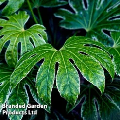 Fatsia Japonica 'Spiders Web' -Cheap Tree Foliage Store FATS SPIDERWEB L271471