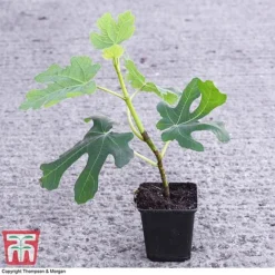 Green Fig -Cheap Tree Foliage Store FICU 0569 A