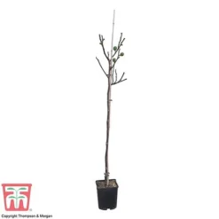 Fig 9 Fig -Cheap Tree Foliage Store FICU 0586 A