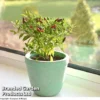 Chilli Pepper 'Fiery Flames' -Cheap Tree Foliage Store FIERYFLAMES KB9697 A