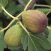 Fig 'Brunswick' -Cheap Tree Foliage Store FIG DWW3596 A h