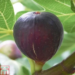 Fig 'Violette De Bordeaux' -Cheap Tree Foliage Store FIG DWW4608 A h
