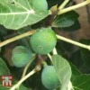 Fig 'Chelsea' (Standard) -Cheap Tree Foliage Store FIG T56489 A