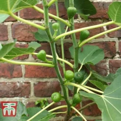 Fig 'Chelsea' (Standard) -Cheap Tree Foliage Store FIG T56489 B
