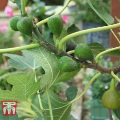 Fig 'Chelsea' (Standard) -Cheap Tree Foliage Store FIG T56489 C