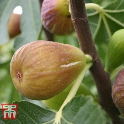 Fig 'Chelsea' (Standard) -Cheap Tree Foliage Store FIG T56489 D
