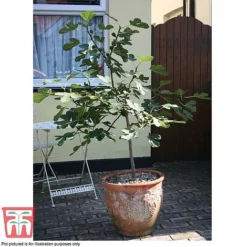 Fig 'Chelsea' (Standard) -Cheap Tree Foliage Store FIG T56489 E