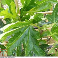 Cheap Tree Foliage Store -Cheap Tree Foliage Store FIG T80281 A