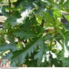 Fig 'Ice Crystal' 2 Fig 'Ice Crystal' -Cheap Tree Foliage Store FIG T80282 A