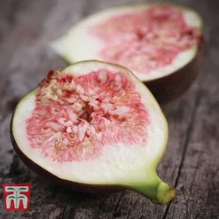 Fig 'Brown Turkey' Standard 9 Fig 'Brown Turkey' Standard -Cheap Tree Foliage Store FIGB CWW3243 B1