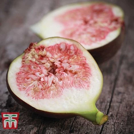 Fig 'Brown Turkey' Standard 4 Fig 'Brown Turkey' Standard - Image 2