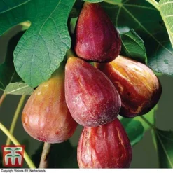 Fig 'Brown Turkey' Standard 10 Fig 'Brown Turkey' Standard -Cheap Tree Foliage Store FIGB DWW3594 A
