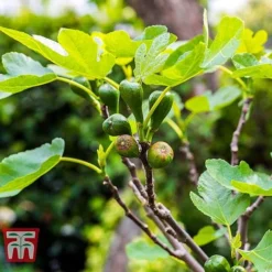 Fig 'Brown Turkey' Standard 11 Fig 'Brown Turkey' Standard -Cheap Tree Foliage Store FIGB DWW3594 C