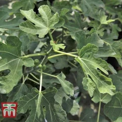 Fig 'Brown Turkey' Standard 12 Fig 'Brown Turkey' Standard -Cheap Tree Foliage Store FIGB DWW3594 D