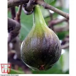 Fig 'Brown Turkey' Standard 13 Fig 'Brown Turkey' Standard -Cheap Tree Foliage Store FIGB DWW3594 E
