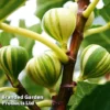 Fig 'Panachee' -Cheap Tree Foliage Store FIGPANACHEE KC5371 A