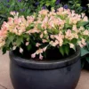 Weigela All Summer Peach -Cheap Tree Foliage Store FLSWEI34239