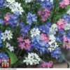 Forget-Me-Not Mixed -Cheap Tree Foliage Store FORG TKA7245 A