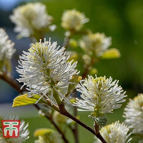 Fothergilla Major 4 Fothergilla Major - Image 2