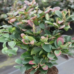 Fothergilla Major 8 Fothergilla Major -Cheap Tree Foliage Store FOTH T62045 A h