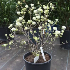 Fothergilla Major 9 Fothergilla Major -Cheap Tree Foliage Store FOTH T62045 B h