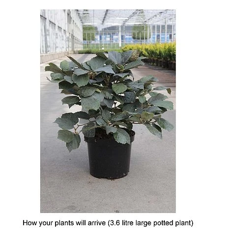 Fothergilla X Intermedia 'Blue Shadow' 4 Fothergilla X Intermedia 'Blue Shadow' - Image 2