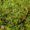 Rhamnus Frangula 'Asplenifolia' -Cheap Tree Foliage Store FRAN T66222 A