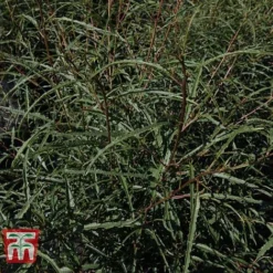 Rhamnus Frangula 'Asplenifolia' -Cheap Tree Foliage Store FRAN T66222 C