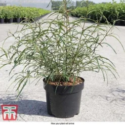 Rhamnus Frangula 'Asplenifolia' -Cheap Tree Foliage Store FRAN T66222 D