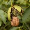 Walnut 'Europa' -Cheap Tree Foliage Store FRNUT34060