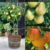 Mini Apple And Pear Tree Collection -Cheap Tree Foliage Store FRUI 61617V A1