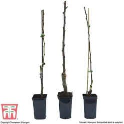 Fruit Tree Collection (Mini Fruit Tree) -Cheap Tree Foliage Store FRUI T69446P F1