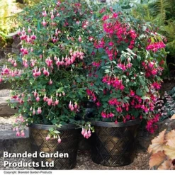 Fuchsia Whip Trio -Cheap Tree Foliage Store FUCH WHIPCOLL T41434