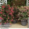 Fuchsia Whip Trio -Cheap Tree Foliage Store FUCH WHIPTRIO T44432