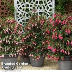 Fuchsia Whip Trio -Cheap Tree Foliage Store FUCH WHIPTRIO T44433