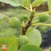 Green Fig -Cheap Tree Foliage Store Fig2