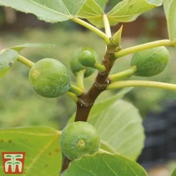 Mediterranean Fruit Collection -Cheap Tree Foliage Store Fig21