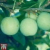 Gage 'Old Greengage' -Cheap Tree Foliage Store GAGE TKA1899 A