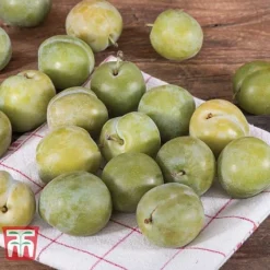 Gage 'Reine Claude D´Oullins' -Cheap Tree Foliage Store GAGE TKA1901 B