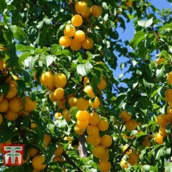 Gage 'Reine Claude D´Oullins'