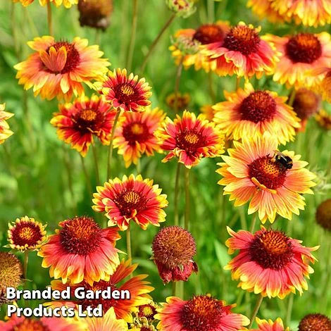 Gaillardia Aristata Giant Hybrids 3 Gaillardia Aristata Giant Hybrids