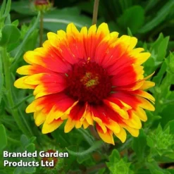 Gaillardia Aristata Giant Hybrids 7 Gaillardia Aristata Giant Hybrids -Cheap Tree Foliage Store GAIL 64150 C