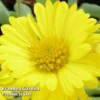 Gaillardia Aristata Mesa Yellow -Cheap Tree Foliage Store GAIL 64156 A