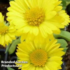 Gaillardia Aristata Mesa Yellow 7 Gaillardia Aristata Mesa Yellow -Cheap Tree Foliage Store GAIL 64156 C