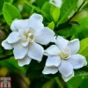 Gardenia 'Crown Jewels' 2 Gardenia 'Crown Jewels' -Cheap Tree Foliage Store GARD P94550 B2