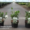 Gardenia Jasminoides 'Double Diamonds' 1 Gardenia Jasminoides 'Double Diamonds' -Cheap Tree Foliage Store GARD DBLDIAMON S45653