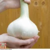 Elephant Garlic (Spring/Autumn Planting) -Cheap Tree Foliage Store GARL ZWW4036 A h