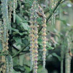 Garrya Elliptica -Cheap Tree Foliage Store GARR T44294 A h