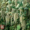Garrya Elliptica 1 Garrya Elliptica -Cheap Tree Foliage Store GARR T44294 B