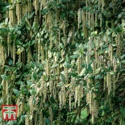 Garrya Elliptica -Cheap Tree Foliage Store GARR T44294 C